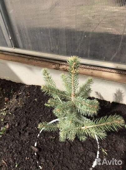 Продается Ель голубая Глобоза