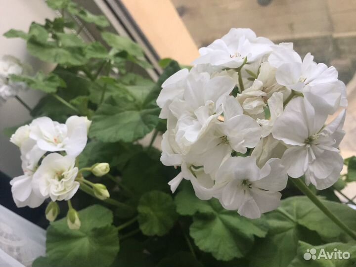 Пеларгония герань