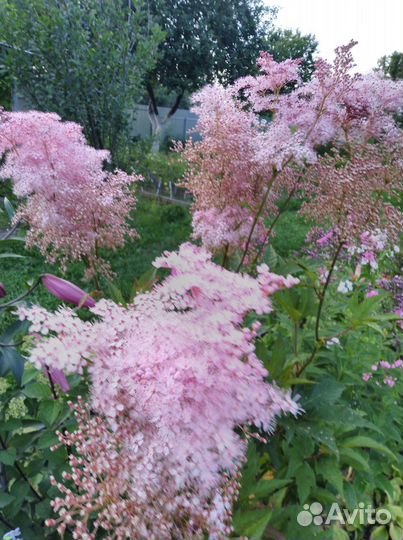 Таволга,вероника,астрация,рудбекия,гелеопсис, геле