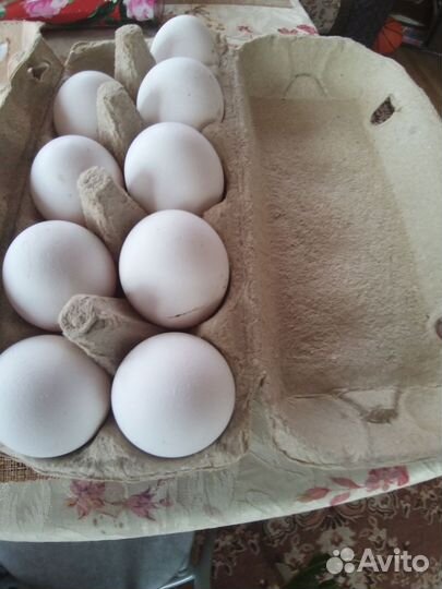 Домашние куриные яйца