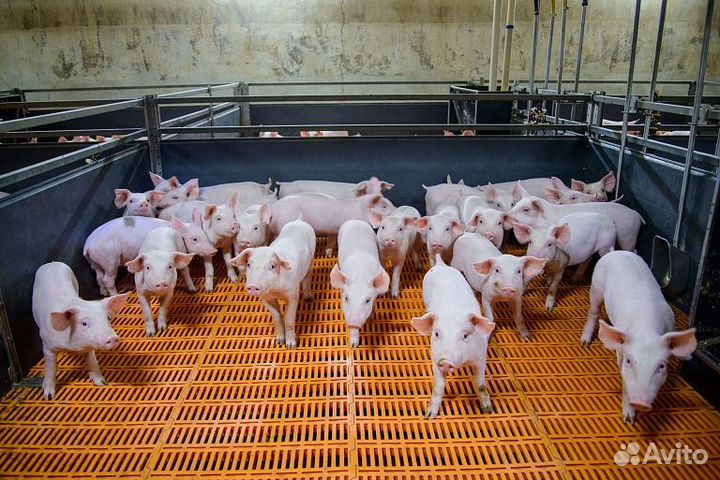 Вахта в Твери.Разнорабочий(ая)