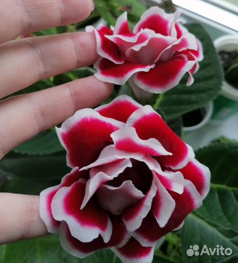 Глоксинья, калатея