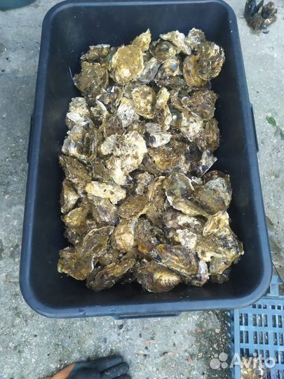 Устрица и мидия черноморская оптом и в розницу