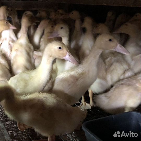 Утята муларды, гуси