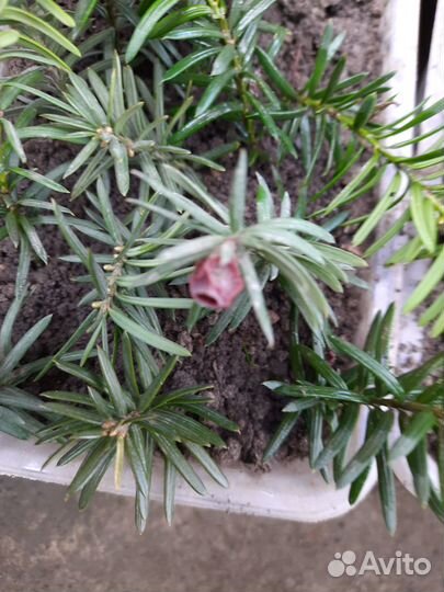 Тис Тис Тис ягодный