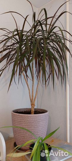 Драцена узколистная окаймленная 3 в 1