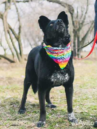 Самый лучший мальчик ищет дом