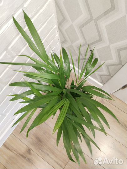 Пальма Арека дипсис комнатные растения цветы