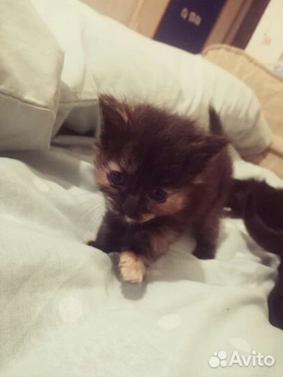 Кошка бесплатно