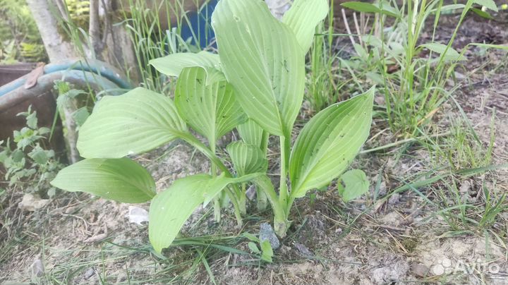 Садовые растения, рассада