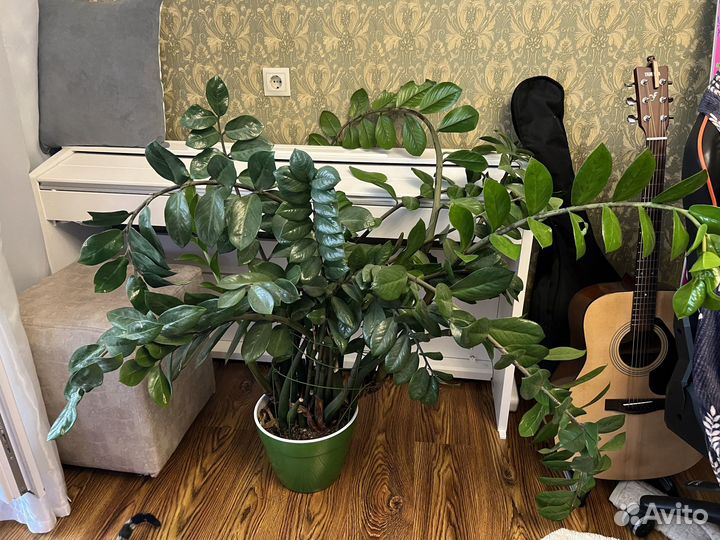 Замиокулькас денежное дерево цветок цветы