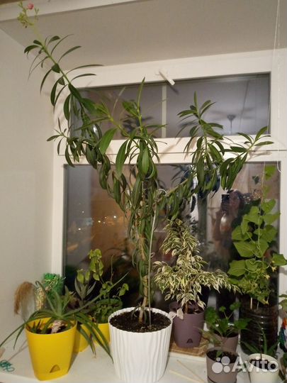 Цветущий олеандр