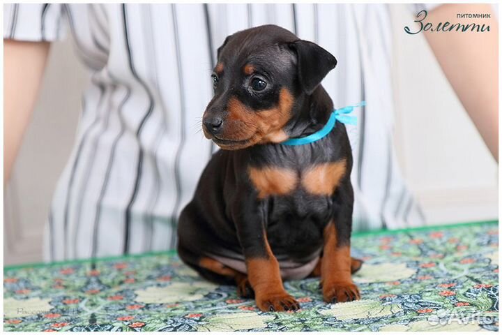 Щенки цвергпинчера