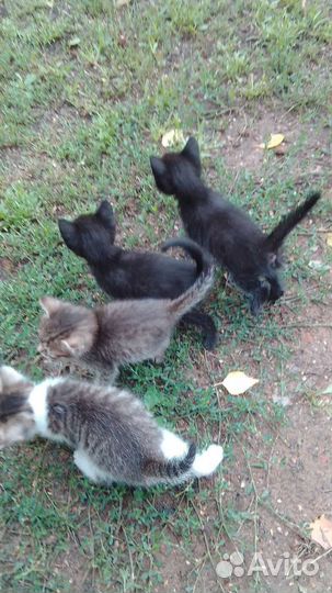 Отдам бесплатно