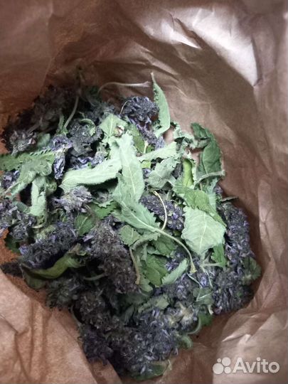 Буквица лекарственная сухоцвет