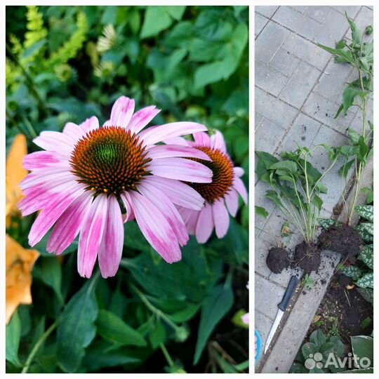 Многолетние цветы