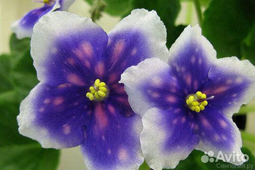 Сортовые фиалки- укоренённые черенки