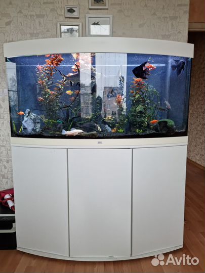 Аквариум панорамный Juwel Vision260 (250 л)