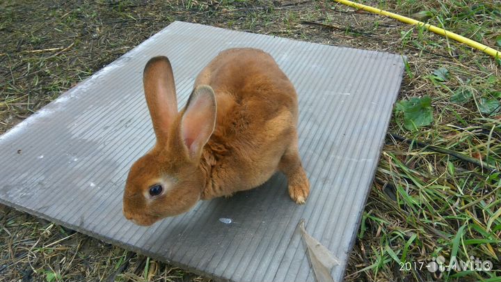 Купить кроликов белгородская. Белгородские кролики. Белгород кролики. Огненный рекс порода кроликов. Продоём оранжевый кролик авито.