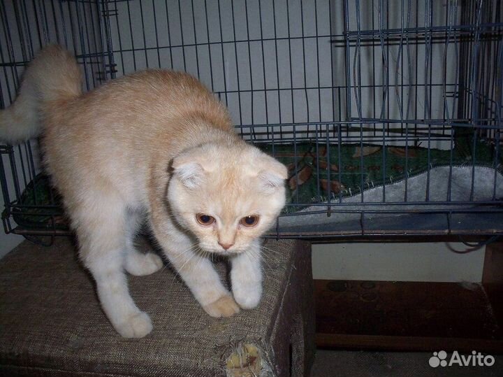 Продам котенка