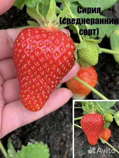 Рассада Клубники