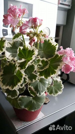 Герань пеларгония