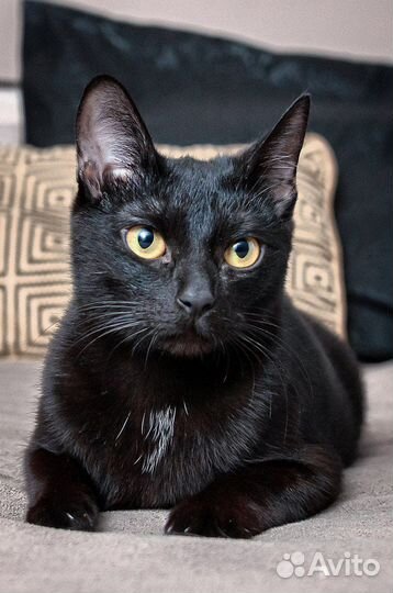 Милена в поиске дома