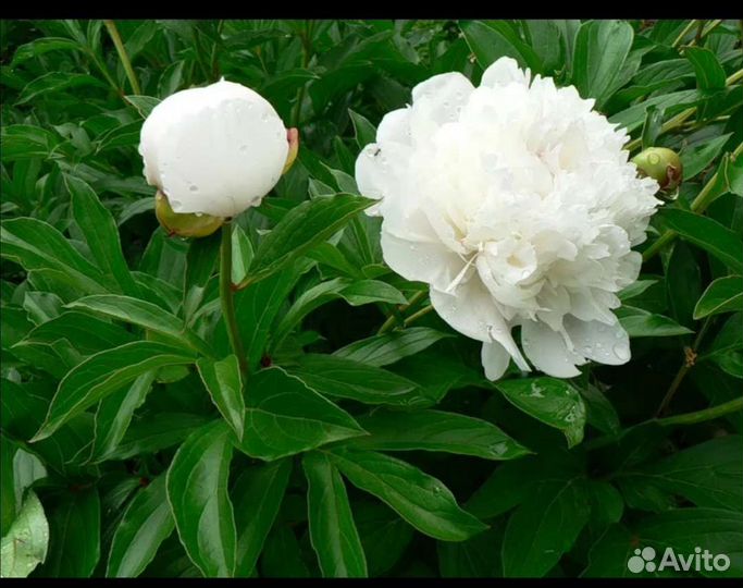 Хосты, комнатные цветы, архидея