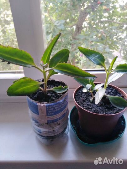 Толстянка, каланхоэ