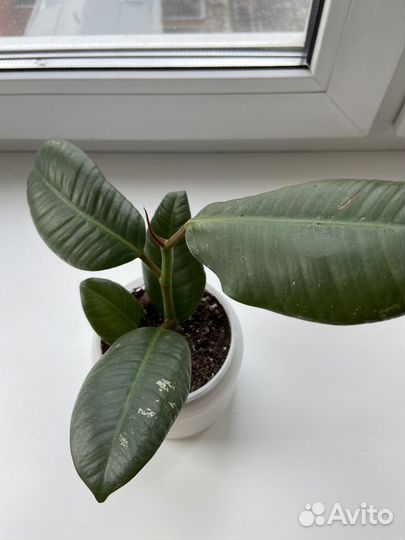 Ficus elastica ‘Abidzhan’