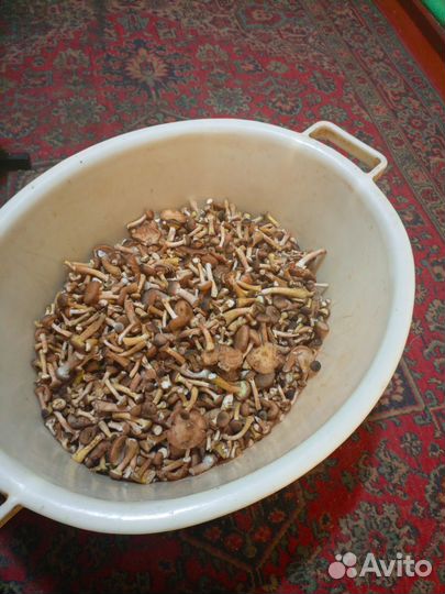 Грибы опята маринованные