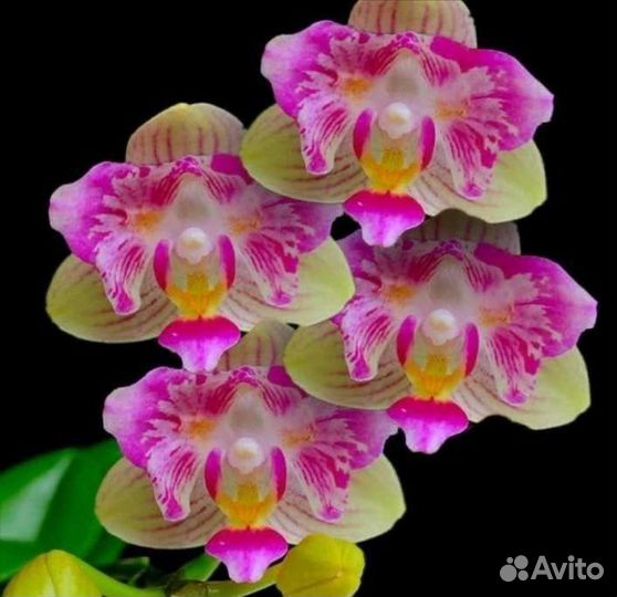 Орхидея фаленопсис бабочка