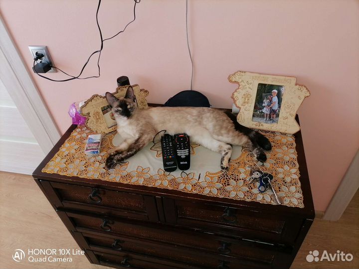 Потерялась кошка