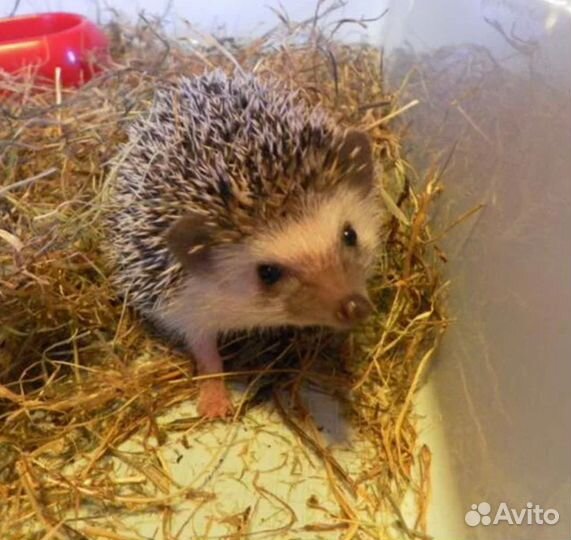 Передержка домашних животных