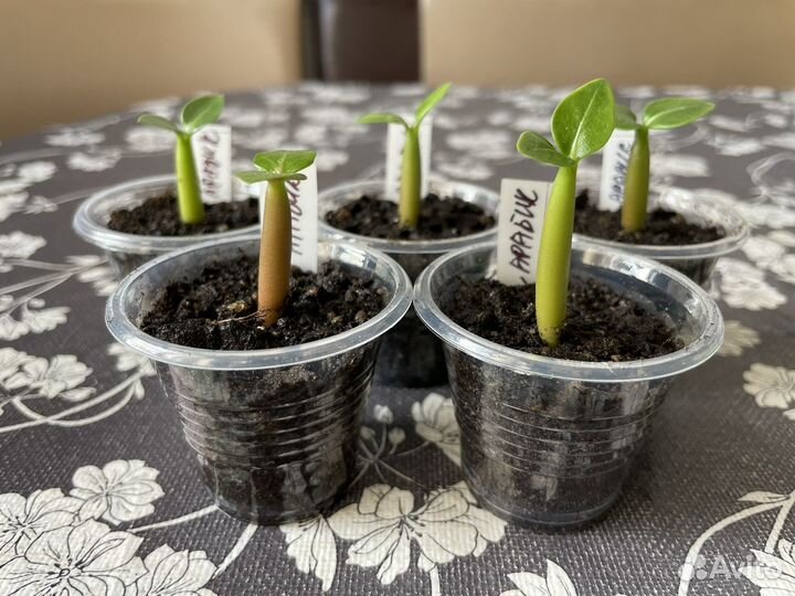 Адениум арабикум