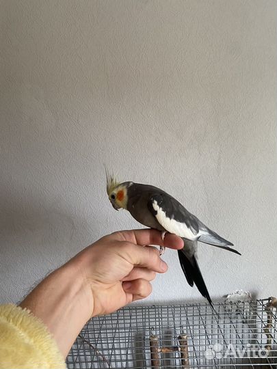 Попугаи Кареллы