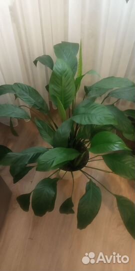 Спатифиллум