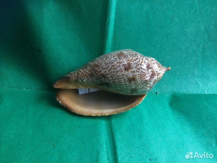 Морская раковина Voluta Laponica 107.3 мм продано