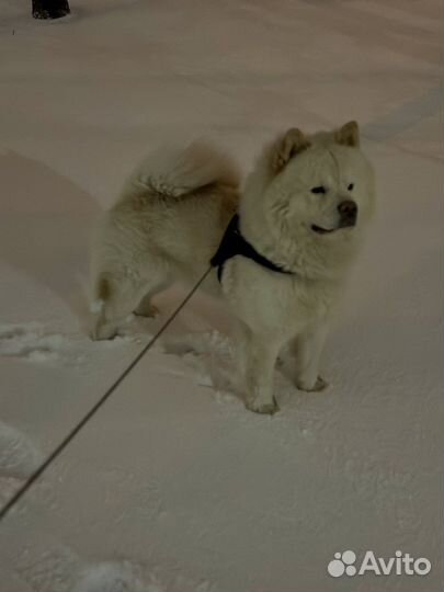 Чау-чау кобель для вязки