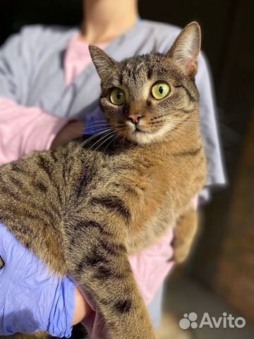 Аленка в добрые ручки