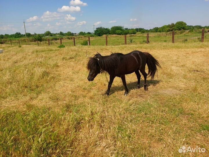 Пони жеребец