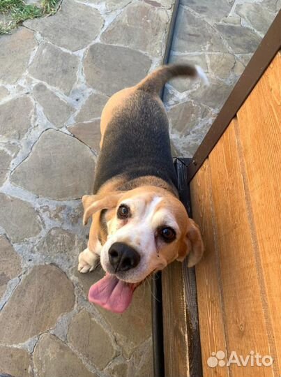 Гостиница для собак. Зоогостиница. Передержка