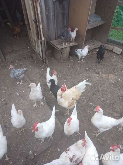 Продам петухов