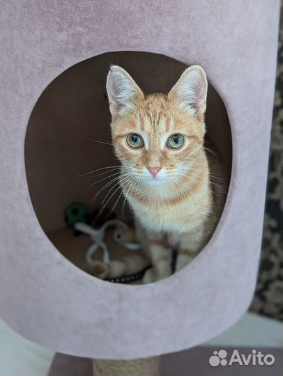 Рыжая молодая кошечка в добрые руки