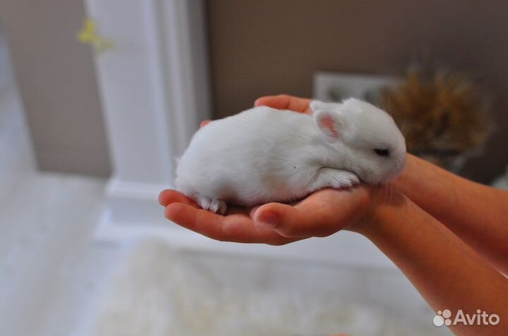 Кролик гермелин