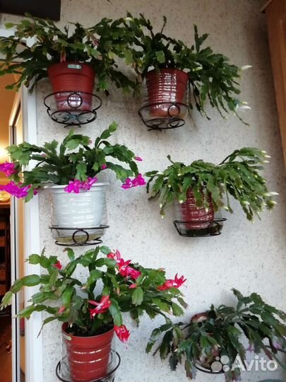 Стапелия, Декабрист шлюмбергера микс