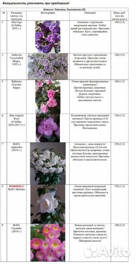 Ахименесы 87 сортов