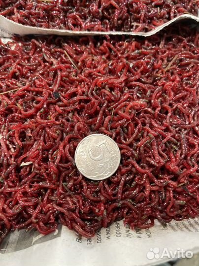 Свежий мотыль, замороженный мормыш