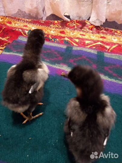 Цыплята джерсийский гигант