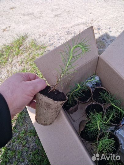 Саженцы сосны обыкновенной зкс